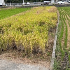 赤磐市産きぬむすめ３０kgの画像