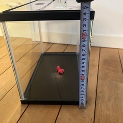 【美品】水槽　12L の画像