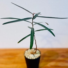 右肩上がりのボトルツリー！縁起！鉢付き！希少！国産実生株2年目！乾燥に強いの画像