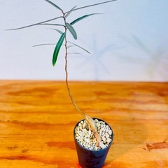 右肩上がりのボトルツリー！縁起！鉢付き！希少！国産実生株2年目！乾燥に強いの画像