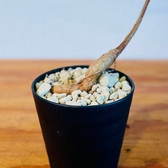 右肩上がりのボトルツリー！縁起！鉢付き！希少！国産実生株2年目！乾燥に強いの画像