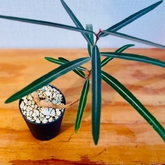 右肩上がりのボトルツリー！縁起！鉢付き！希少！国産実生株2年目！乾燥に強いの画像