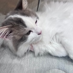 (商談中)ソファーの画像