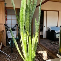 サンスベリアの画像