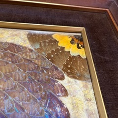 蝶の羽アート作品　額縁入り　ヴィンテージ品の画像