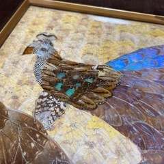 蝶の羽アート作品　額縁入り　ヴィンテージ品の画像