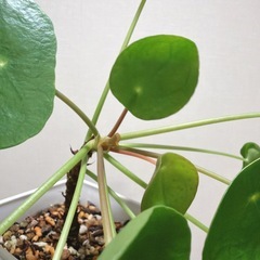 観葉植物 パンケーキプランツ
の画像