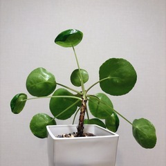 観葉植物 パンケーキプランツ
の画像
