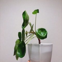 観葉植物 パンケーキプランツ
の画像