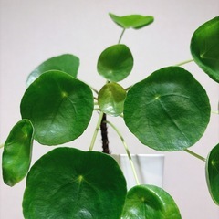 観葉植物 パンケーキプランツ
の画像