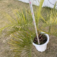 ココスヤシの画像