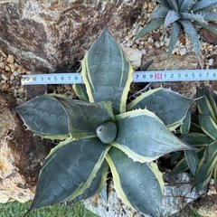 アガベ　オバティサナシースター
の画像