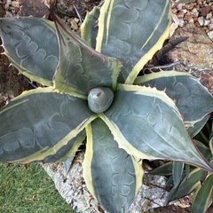 アガベ　オバティサナシースター
の画像