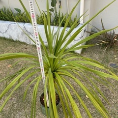 コルディリネ　ニオイシュロランの画像