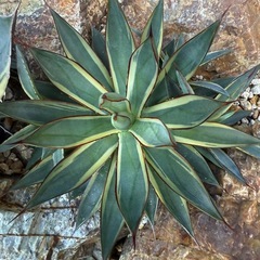 アガベ　バーントバーガンディ錦　検)ドライガーデン　観葉植物
の画像