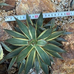 アガベ　バーントバーガンディ錦　検)ドライガーデン　観葉植物
の画像