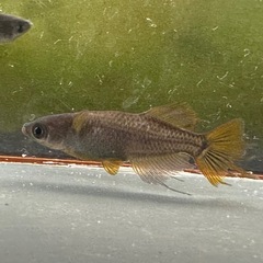 メダカ 信玄 1ペア＋メスの画像