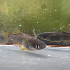 メダカ 信玄 1ペア＋メスの画像