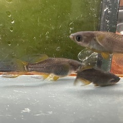 メダカ 信玄 1ペア＋メスの画像