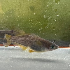 メダカ 信玄 1ペア＋メスの画像