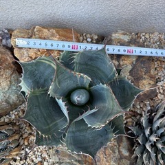 アガベ　パラサナ　ファイヤーボール　検) ドライガーデン　観葉植物の画像