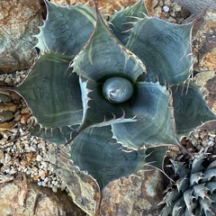 アガベ　パラサナ　ファイヤーボール　検) ドライガーデン　観葉植物の画像