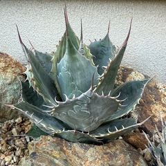 アガベ　パラサナ　ファイヤーボール　検) ドライガーデン　観葉植物の画像