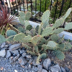 うちわサボテン　の画像