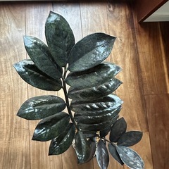 観葉植物　ザミオクルカス　レイブンの画像