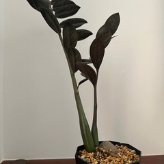 観葉植物　ザミオクルカス　レイブンの画像