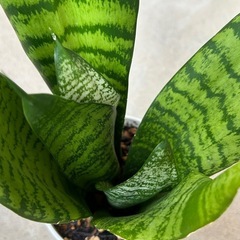 サンスベリアの画像