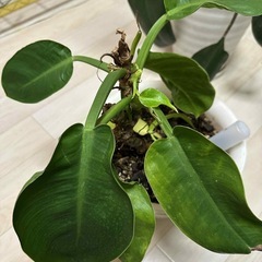 観葉植物セットの画像