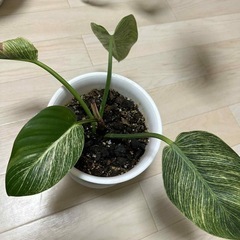 観葉植物セットの画像