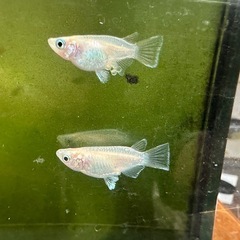 メダカ ホワイトダルマ 1ペア＋メスの画像