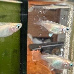 メダカ ホワイトダルマ 1ペア＋メスの画像