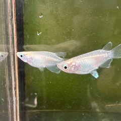 メダカ ホワイトダルマ 1ペア＋メスの画像