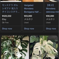 モンステラ・アルボ（斑入り）の画像