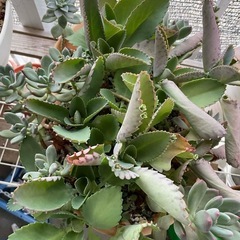 モンステラ・アルボ（斑入り）の画像