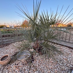 お洒落なココスヤシ🌴♡の画像