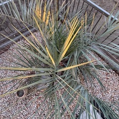 お洒落なココスヤシ🌴♡の画像