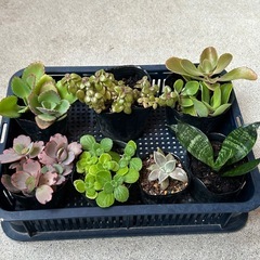 植物苗7点セットの画像