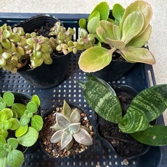 植物苗7点セットの画像