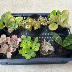 植物苗7点セットの画像