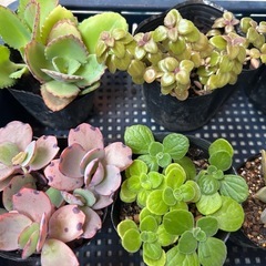 植物苗7点セットの画像