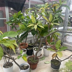 プルメリア　一鉢　1,000円です。の画像