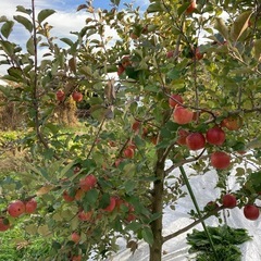 🉐B級サンフジ15kg本日お一人様限定✨の画像