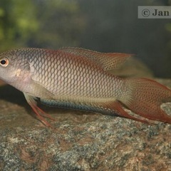 原種パラダイス