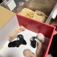 長毛ハムスターのオス