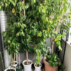 ベンジャミン 30cm から2mまでの画像