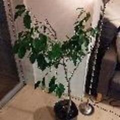 ベンジャミン 30cm から2mまでの画像